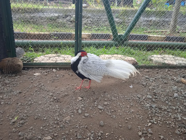 Satwa di Semarang Zoo
