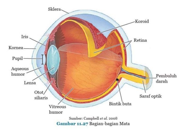 Gambar bagian-bagian mata dalam artikel Rangkuman IPA kelas VIII semester 2 bab 11. hargabelanja.com
