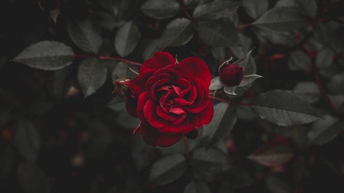 Bunga Mawar.| Unsplash.com