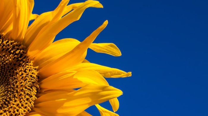 Bunga Matahari.| Unsplash.com