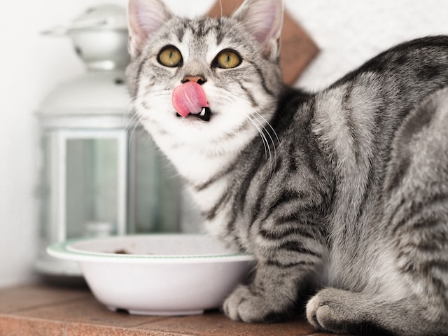 Food Dry Kucing.| Unsplash.com