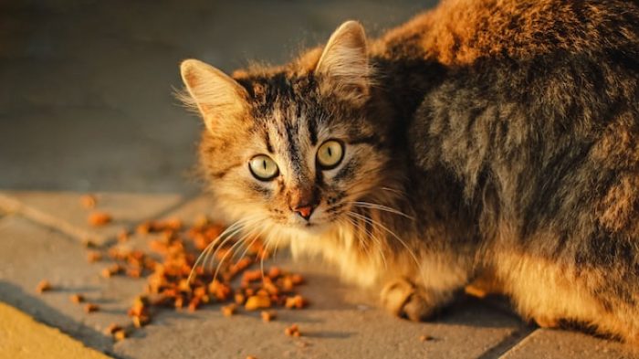 Food Dry Kucing.| Unsplash.com