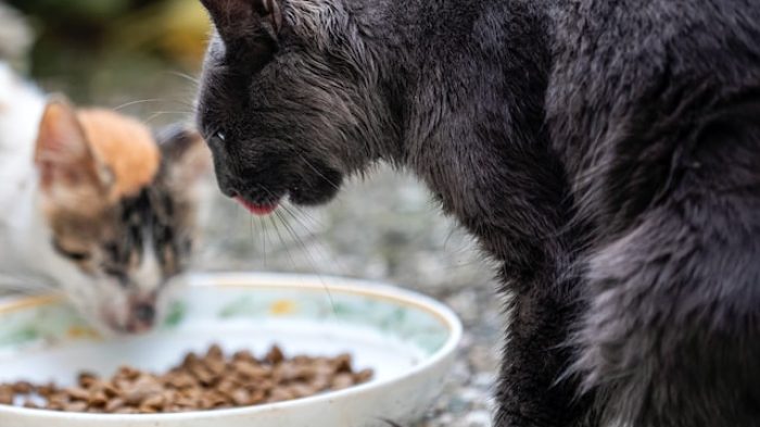 Harga Makanan Kucing.| Unsplash.com