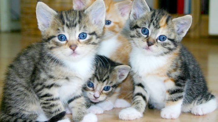 penyakit kucing.| Unspalsh.com