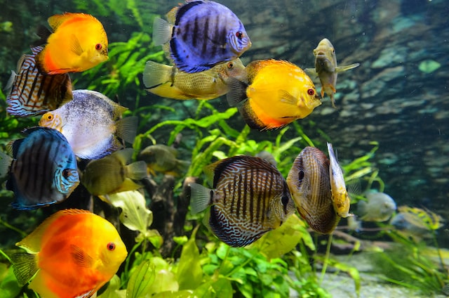 jenis ikan hias.| Unsplash.com