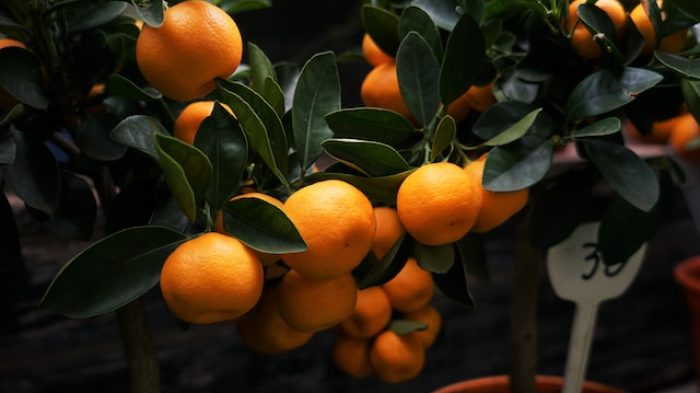  jenis buah jeruk.| Unsplash.com