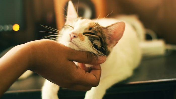 Cara Merawat Kucing.| Unsplash.com