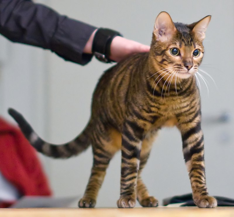 Gambar kucing Toyger, salah satu ras kucing termahal di dunia. Hargabelanja.com