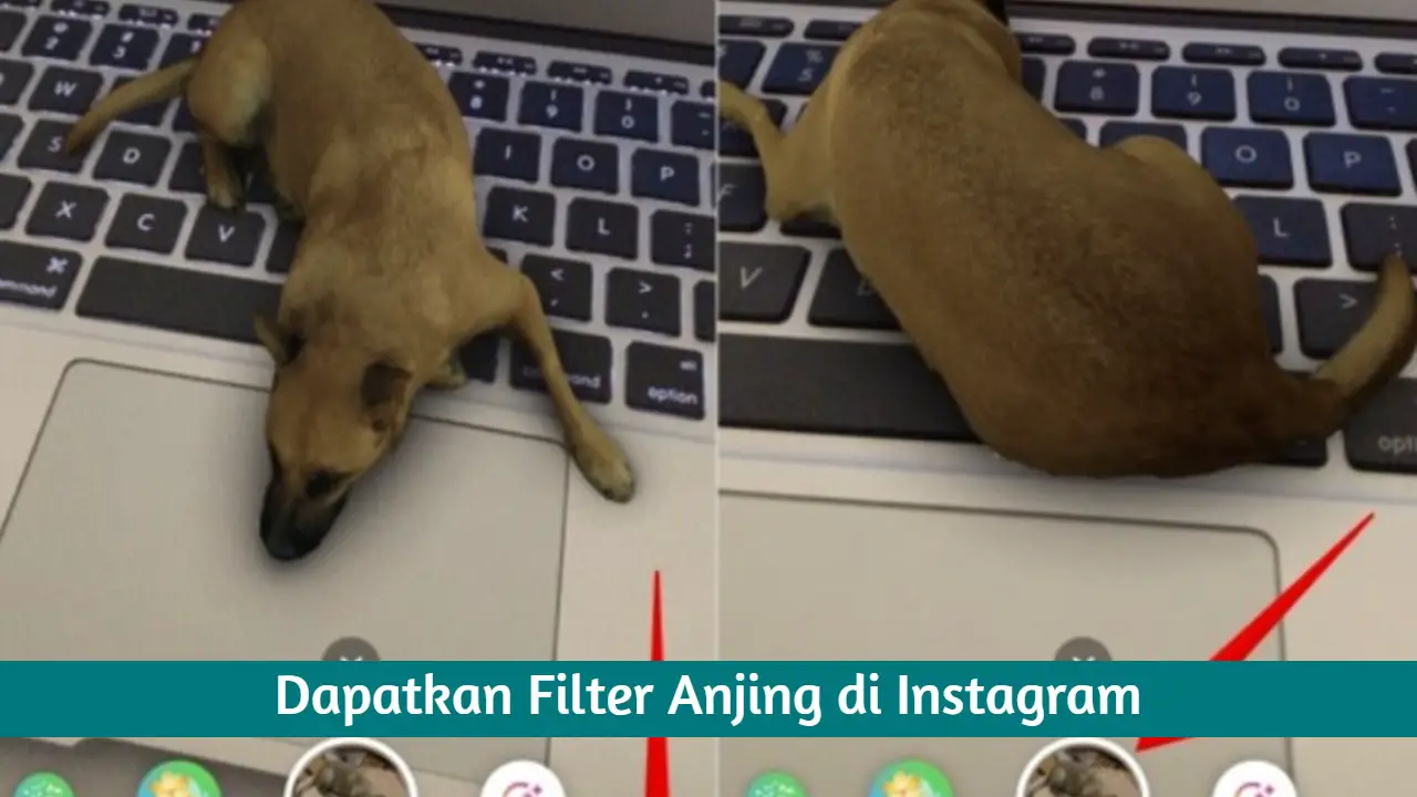 Cara Dapatkan Filter Anjing di Instagram Terbaru 2021
