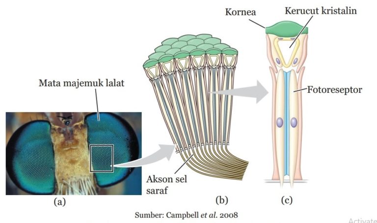 Gambar bagian-bagian mata serangga dalam artikel Rangkuman IPA Kelas VIII Bab 11 Cahaya dan Alat Optik. hargabelanja.com