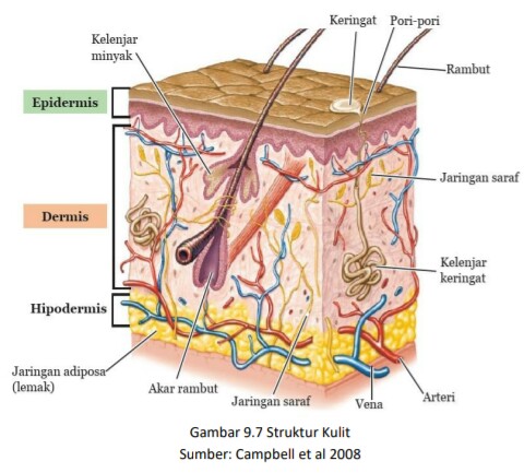 Gambar dalam artikel Materi IPA Organ-Organ Sistem Ekskresi (2/3). hargabelanja.com
