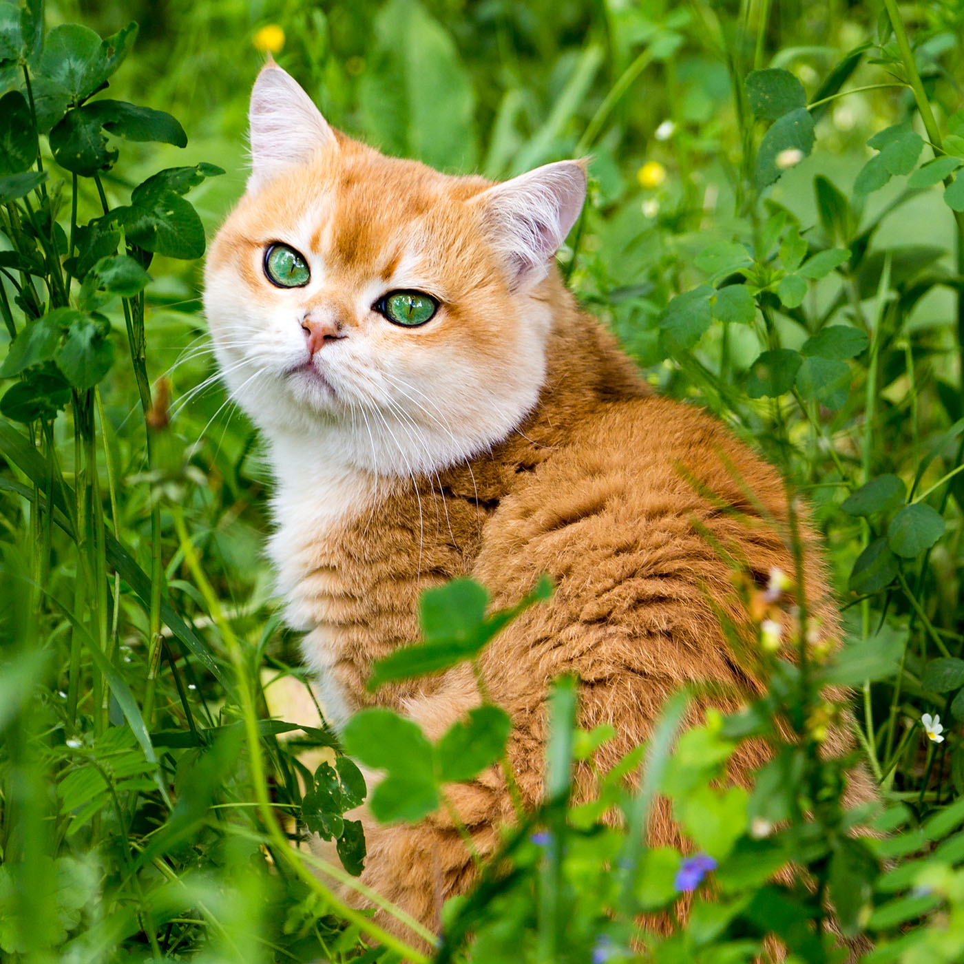 Jenis-Kucing-Lucu-British-Shorthair