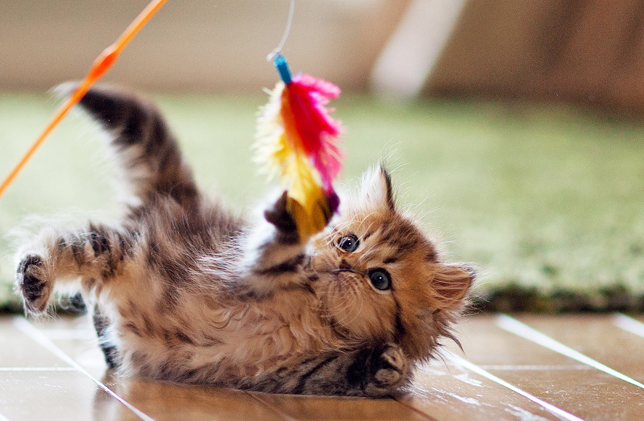 Brown Persian kitten with blue eyes playing on floor with feather toy