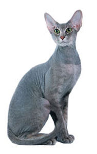 Gambar kucing Peterbald, salah satu ras kucing termahal di dunia. Hargabelanja.com