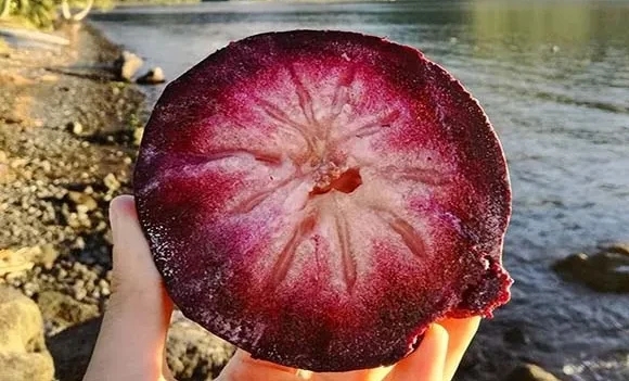 buah unik dan langka Star Apple