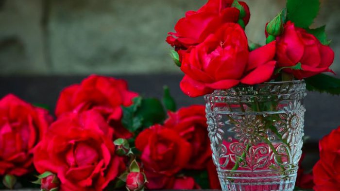 cara membuat bibir merah alami dengan menggunakan mawar dan susu