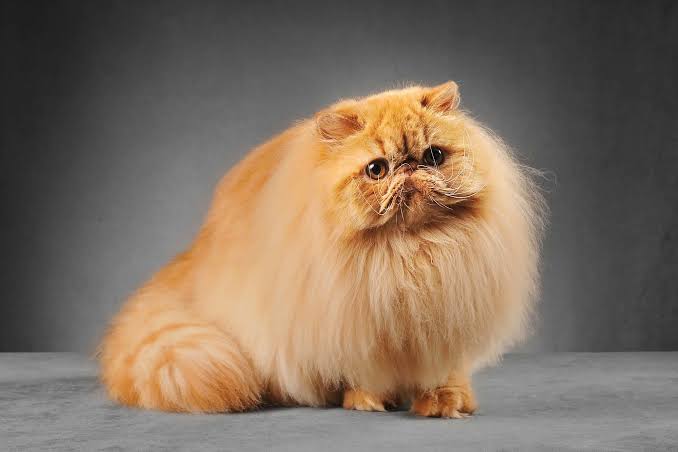 Gambar kucing Persia, salah satu ras kucing termahal di dunia. Hargabelanja.com