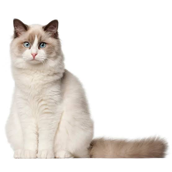 Gambar kucing Ragdoll, salah satu ras kucing termahal di dunia. Hargabelanja.com