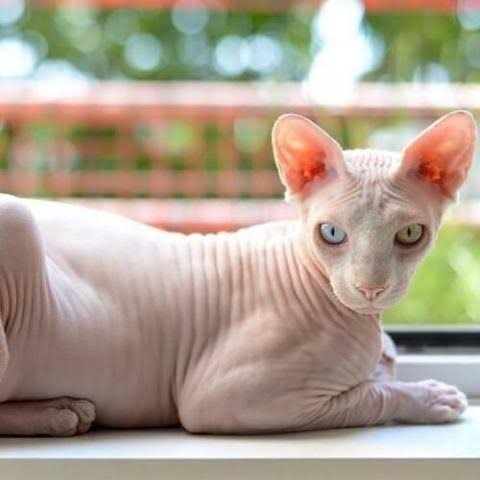 Gambar kucing Sphynx, salah satu ras kucing termahal di dunia. Hargabelanja.com