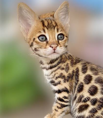 Gambar kucing ashera, salah satu ras kucing termahal di dunia. Hargabelanja.com