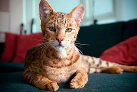 Gambar kucing ashera, salah satu ras kucing termahal di dunia. Hargabelanja.com