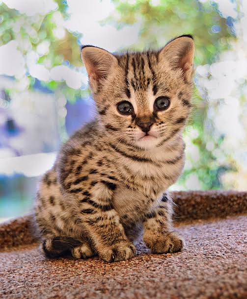 Gambar kucing savannah, salah satu ras kucing termahal di dunia. Hargabelanja.com