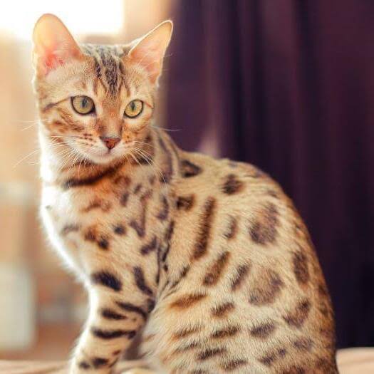 Gambar kucing Bengal, salah satu ras kucing termahal di dunia. Hargabelanja.com