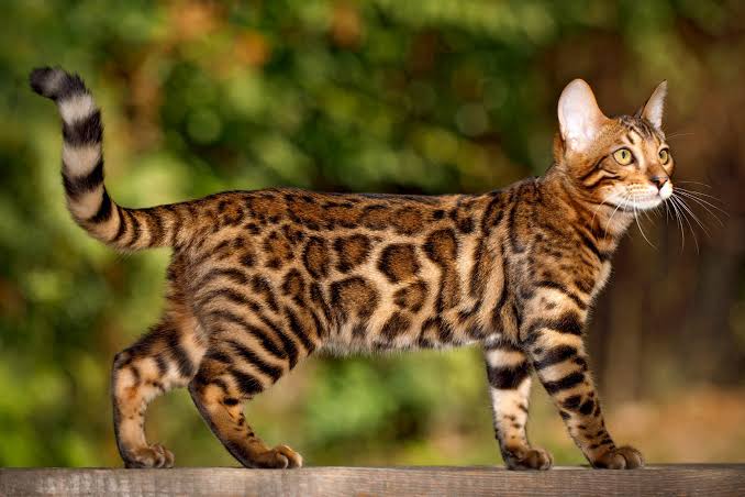 Gambar kucing Bengal, salah satu ras kucing termahal di dunia. Hargabelanja.com