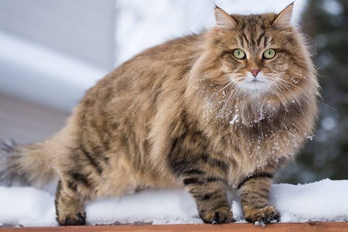 Gambar kucing Siberian, salah satu ras kucing termahal di dunia. Hargabelanja.com