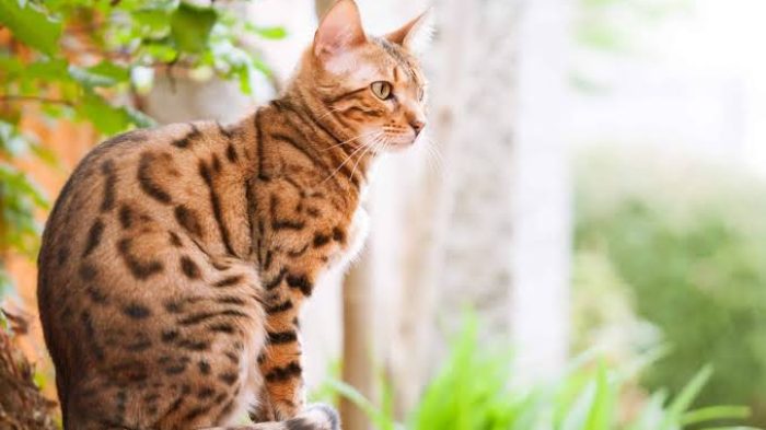 Gambar kucing Bengal, salah satu ras kucing termahal di dunia. Hargabelanja.com