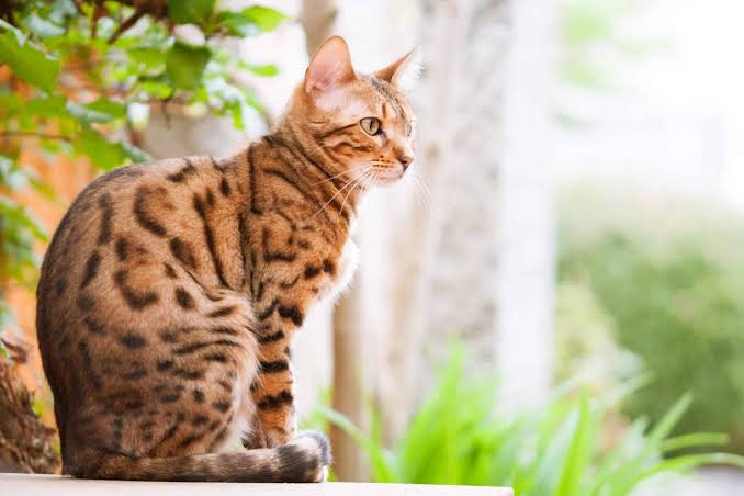Gambar kucing Bengal, salah satu ras kucing termahal di dunia. Hargabelanja.com
