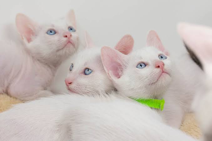 Gambar kucing Khao Manee, salah satu ras kucing termahal di dunia. Hargabelanja.com