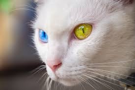 Gambar kucing Khao manee, salah satu ras kucing termahal di dunia. Hargabelanja.com