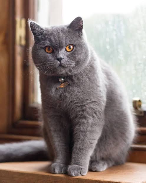 Gambar kucing British Shorthair, salah satu ras kucing termahal di dunia. Hargabelanja.com