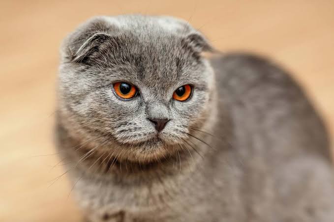 Gambar kucing Scottish Fold, salah satu ras kucing termahal di dunia. Hargabelanja.com