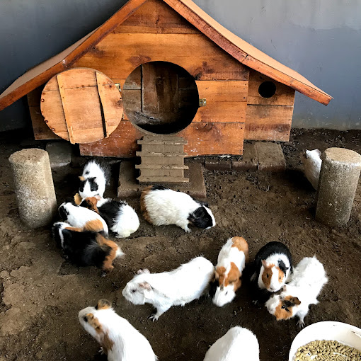 rabbit world (tempat wisata Bandung)
